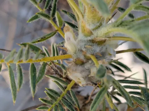 Astragalus microcephalus