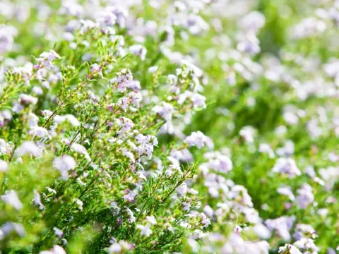 Diosma