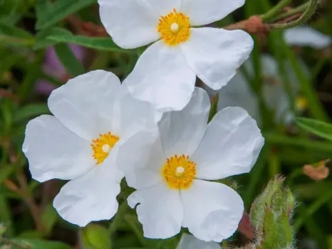 Cistus ingwersenii