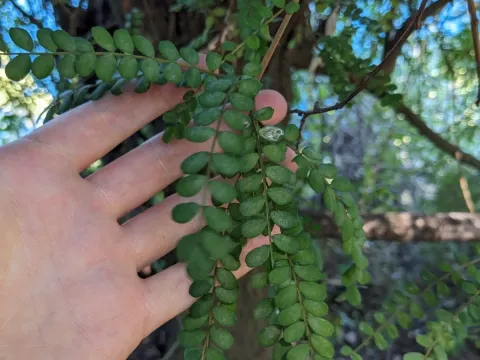 Sophora cassioides