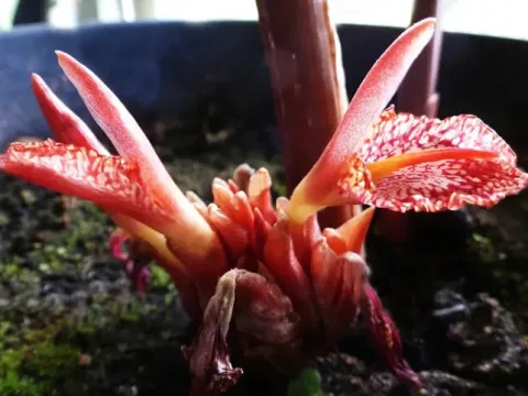 Red ginger