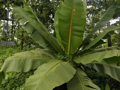 Ensete superbum