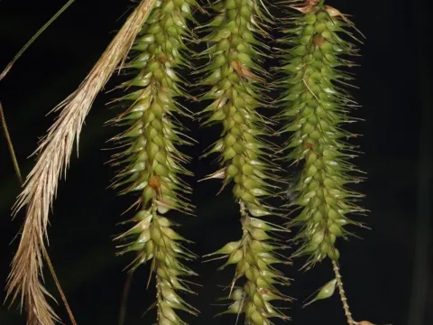 Carex fascicularis