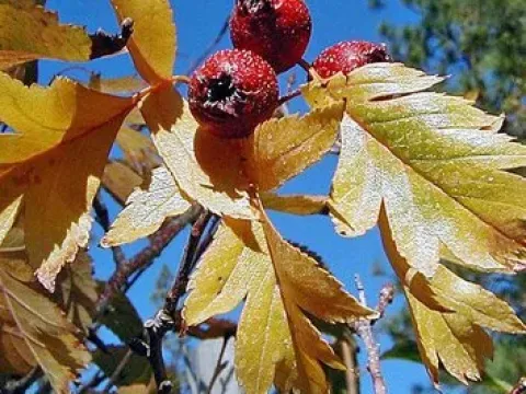 Grignon hawthorn