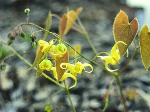 Lishihchen's barrenwort