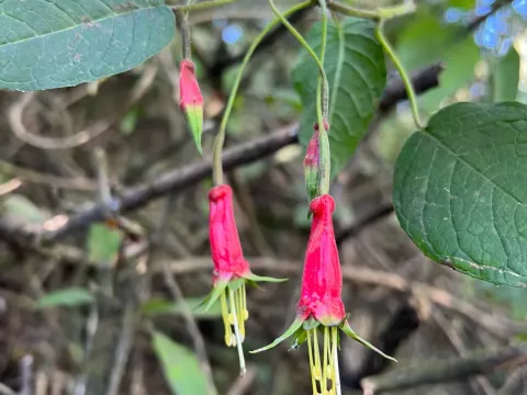 Fuchsia splendens