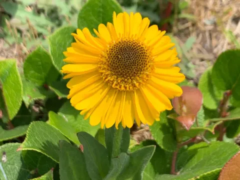 Helenium bolanderi