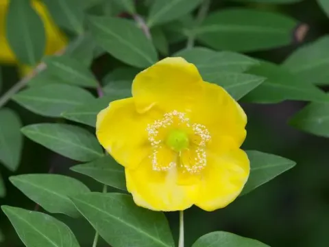 Звіробій Ланкастера