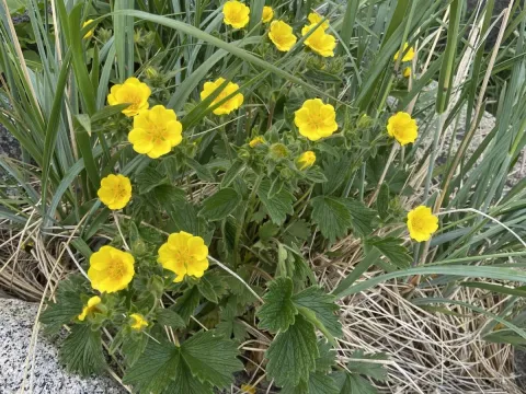 Strawberry cinquefoil