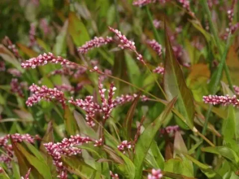 Persicaria salicifolia