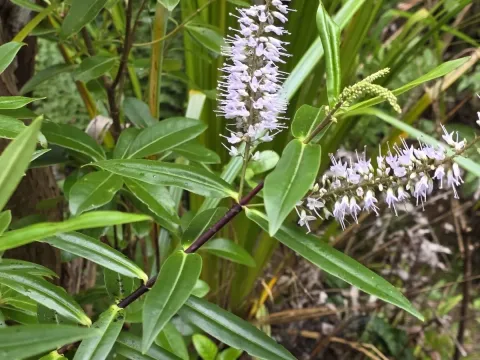 Bishop's speedwell