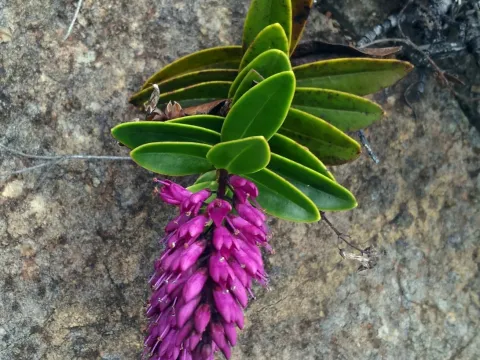 Veronica punicea