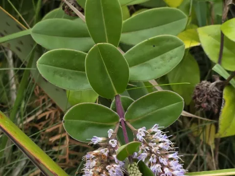Veronica obtusata
