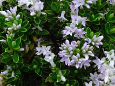 Veronica venustula