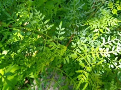 Bursera stenophylla