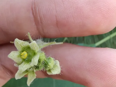 Sicyos microphyllus