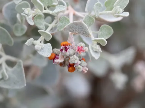 Curved-spike goosefoot