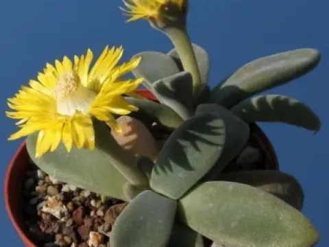 Deilanthe