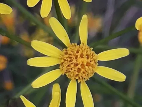 Pampas groundsel