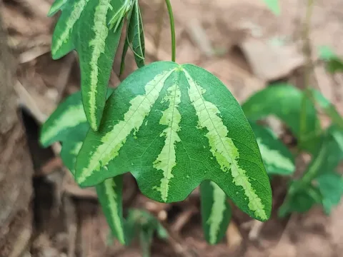 Passiflora tricuspis
