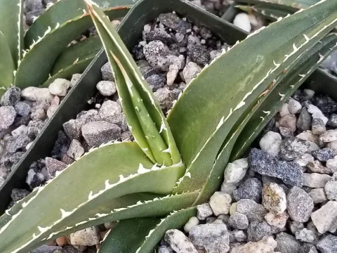 Triangular agave