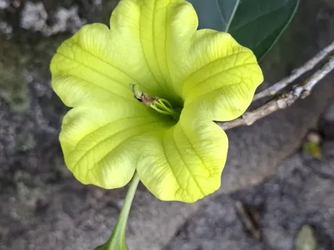 Дисохрома