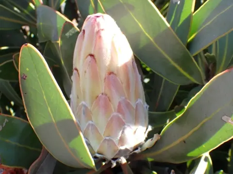 Protea lorifolia