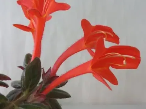 Рейція
