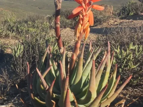 Aloe krapohliana