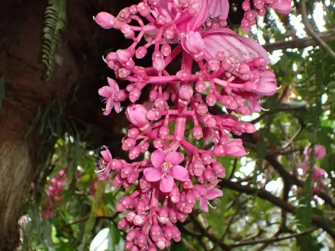 Medinilla