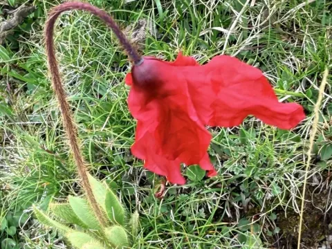 Meconopsis punicea
