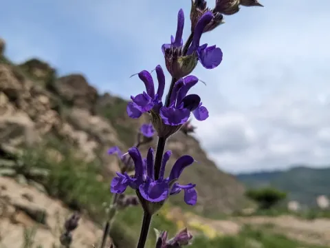Salvia canescens