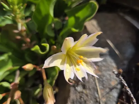 Lewisiopsis
