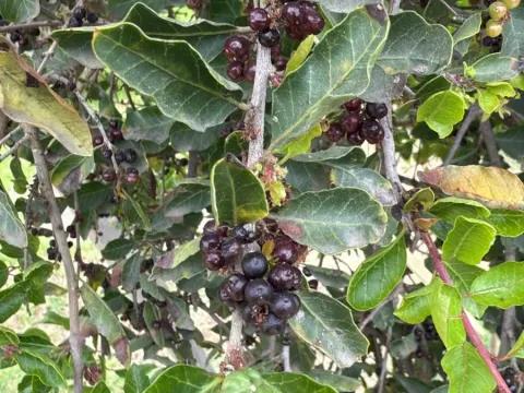 Schinus latifolia