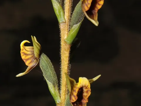 Pterichis