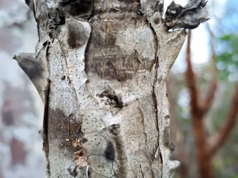 Бейзелія
