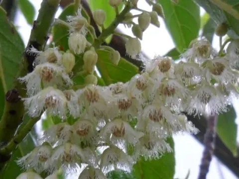 Elaeocarpus floribundus