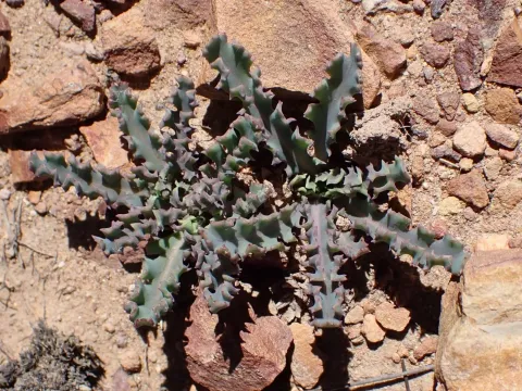 Othonna auriculifolia