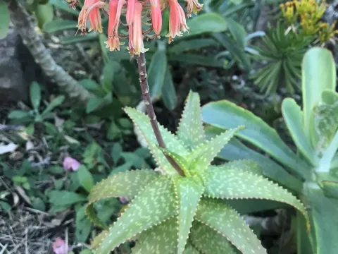 Aloe andongensis