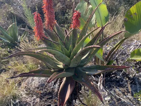 Candelabra Aloe