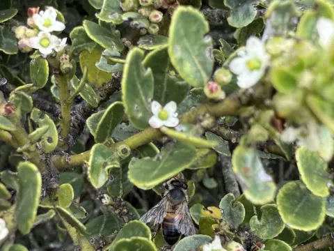 Littleleaf holly