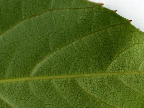 Clethra fabri