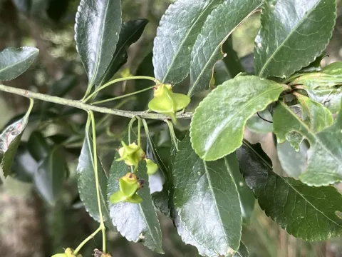 Fleshy euonymus