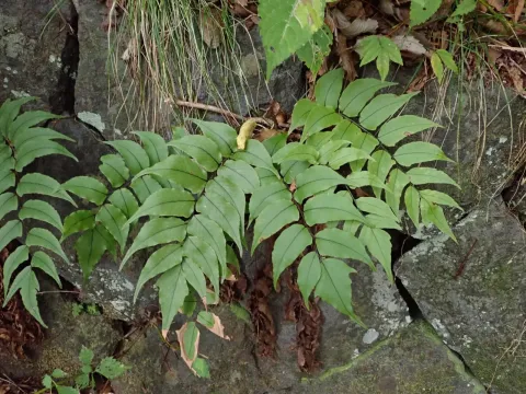 Cyrtomium clivicola