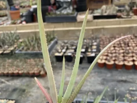 Aloe teissieri