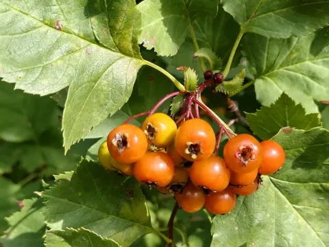 Green-fruited hawthorn