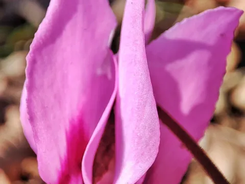 Cyclamen elegans
