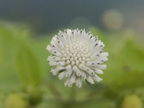 Мелантера