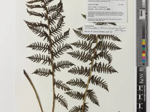 Sphaeropteris tomentosissima