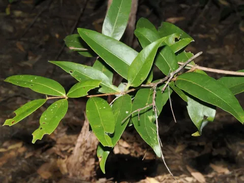 Allosyncarpia